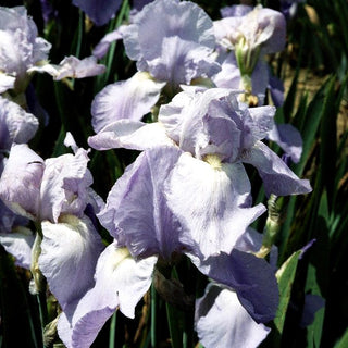 Hohe Bart-Schwertlilie 'Jane Phillips' (Iris x barb.-elat.)