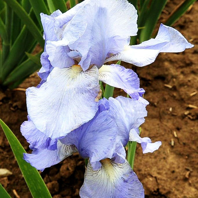 Hohe Bart-Schwertlilie 'Jane Phillips' (Iris x barb.-elat.)