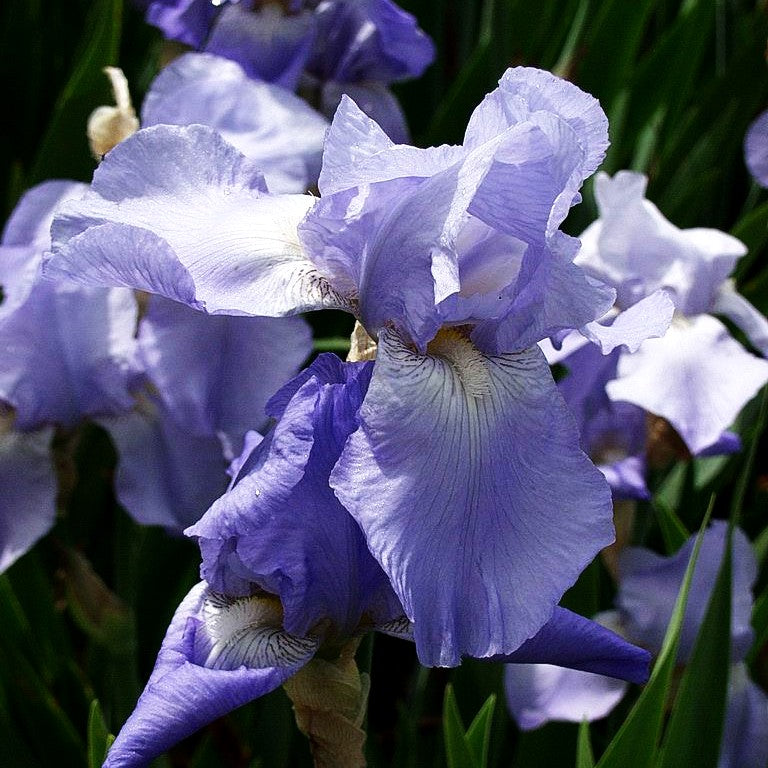 Hohe Bart-Schwertlilie 'Jane Phillips' (Iris x barb.-elat.)