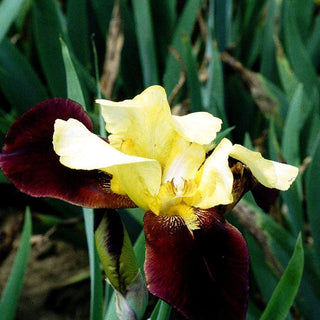 Hohe Bart-Schwertlilie 'Kahili' (Iris x barb.-elat.)