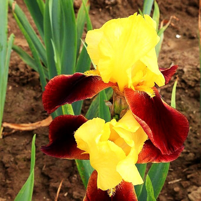 Hohe Bart-Schwertlilie 'Kahili' (Iris x barb.-elat.)