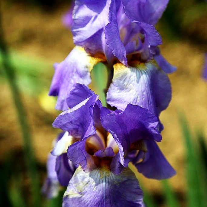 Hohe Bart-Schwertlilie 'Lovely Again' (Iris x barb.-elat.)