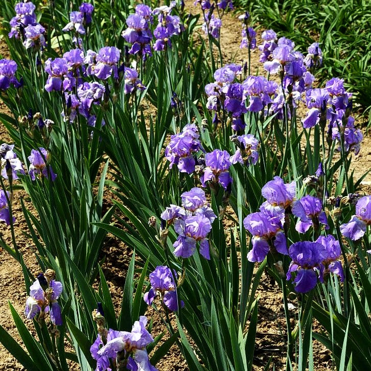 Hohe Bart-Schwertlilie 'Lovely Again' (Iris x barb.-elat.)