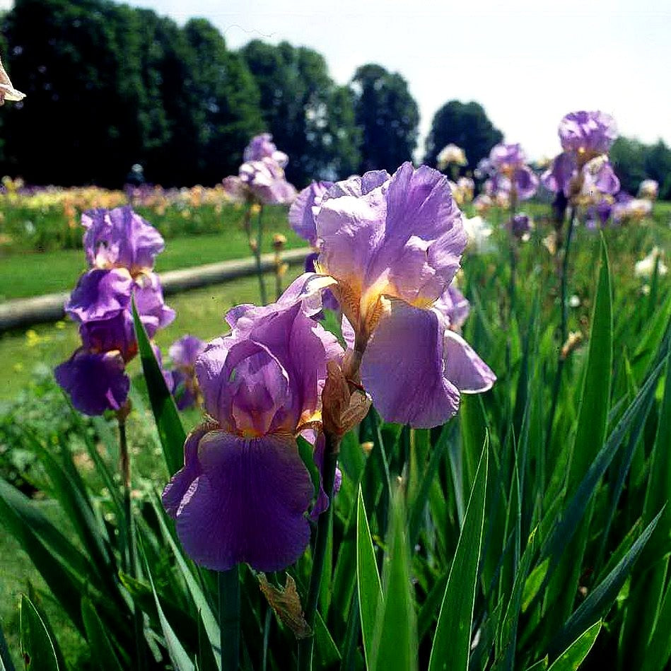 Hohe Bart-Schwertlilie 'Lovely Again' (Iris x barb.-elat.)