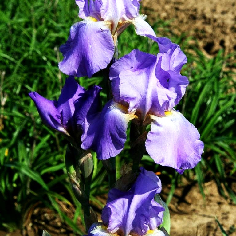 Hohe Bart-Schwertlilie 'Lovely Again' (Iris x barb.-elat.)