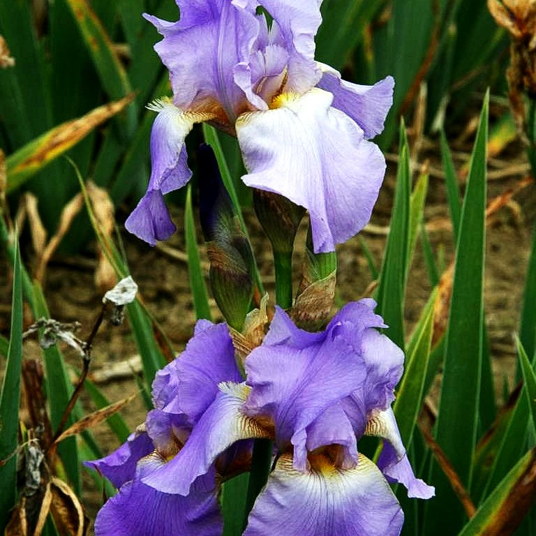 Hohe Bart-Schwertlilie 'Lovely Again' (Iris x barb.-elat.)