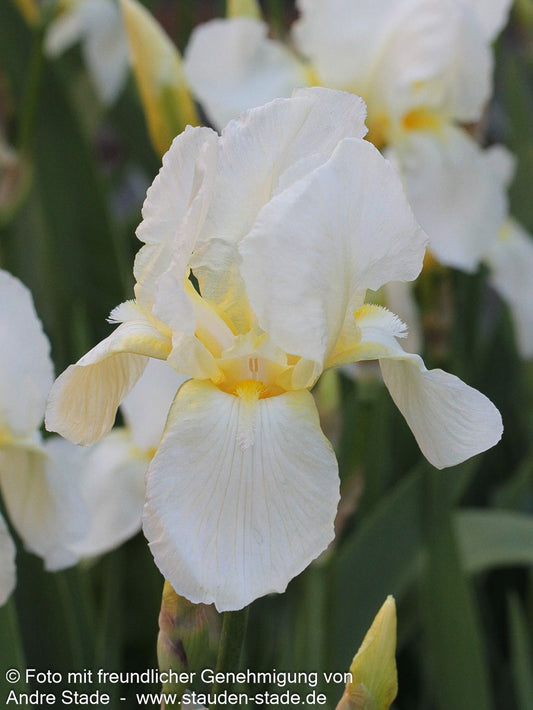 Hohe Bart-Schwertlilie 'Lugano' (Iris x barb.-elat.)
