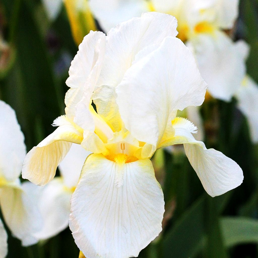 Hohe Bart-Schwertlilie 'Lugano' (Iris x barb.-elat.)