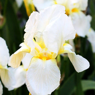 Hohe Bart-Schwertlilie 'Lugano' (Iris x barb.-elat.)
