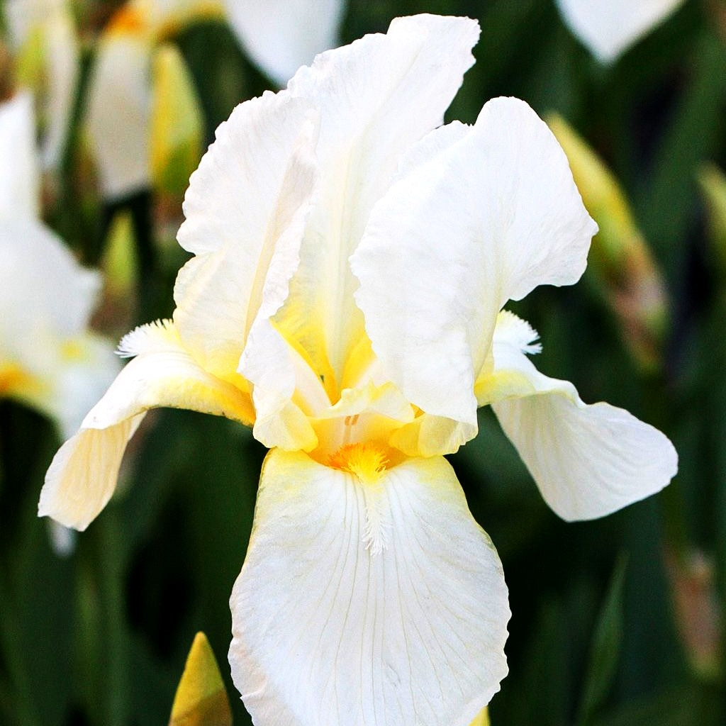 Hohe Bart-Schwertlilie 'Lugano' (Iris x barb.-elat.)