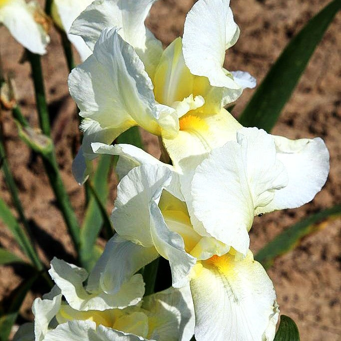 Hohe Bart-Schwertlilie 'Lugano' (Iris x barb.-elat.)