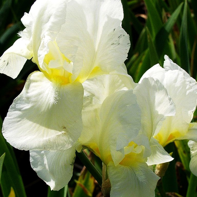 Hohe Bart-Schwertlilie 'Lugano' (Iris x barb.-elat.)