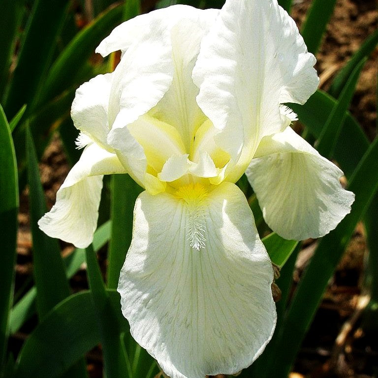 Hohe Bart-Schwertlilie 'Lugano' (Iris x barb.-elat.)