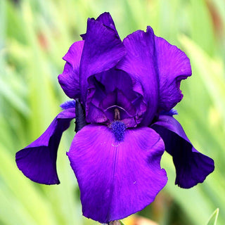 Hohe Bart-Schwertlilie 'Matinata' (Iris x barb.-elat.)