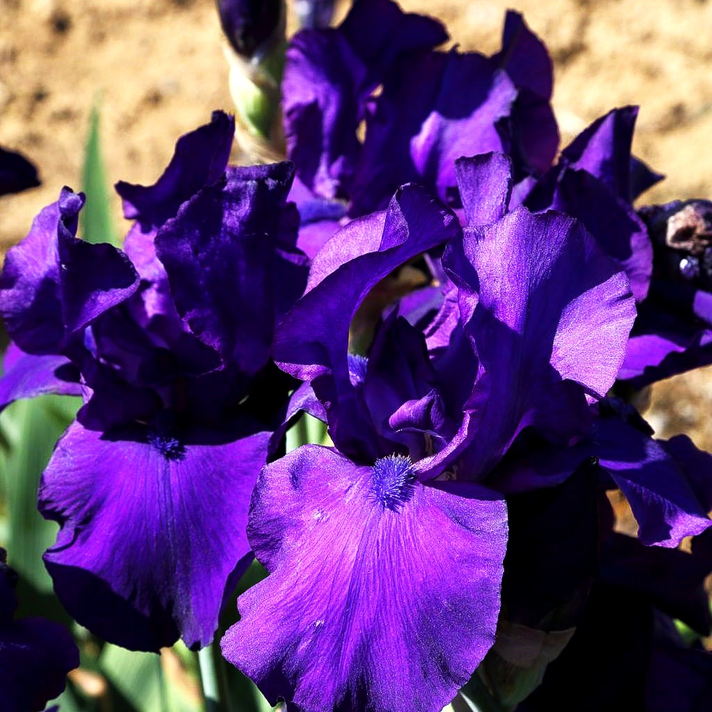 Hohe Bart-Schwertlilie 'Matinata' (Iris x barb.-elat.)
