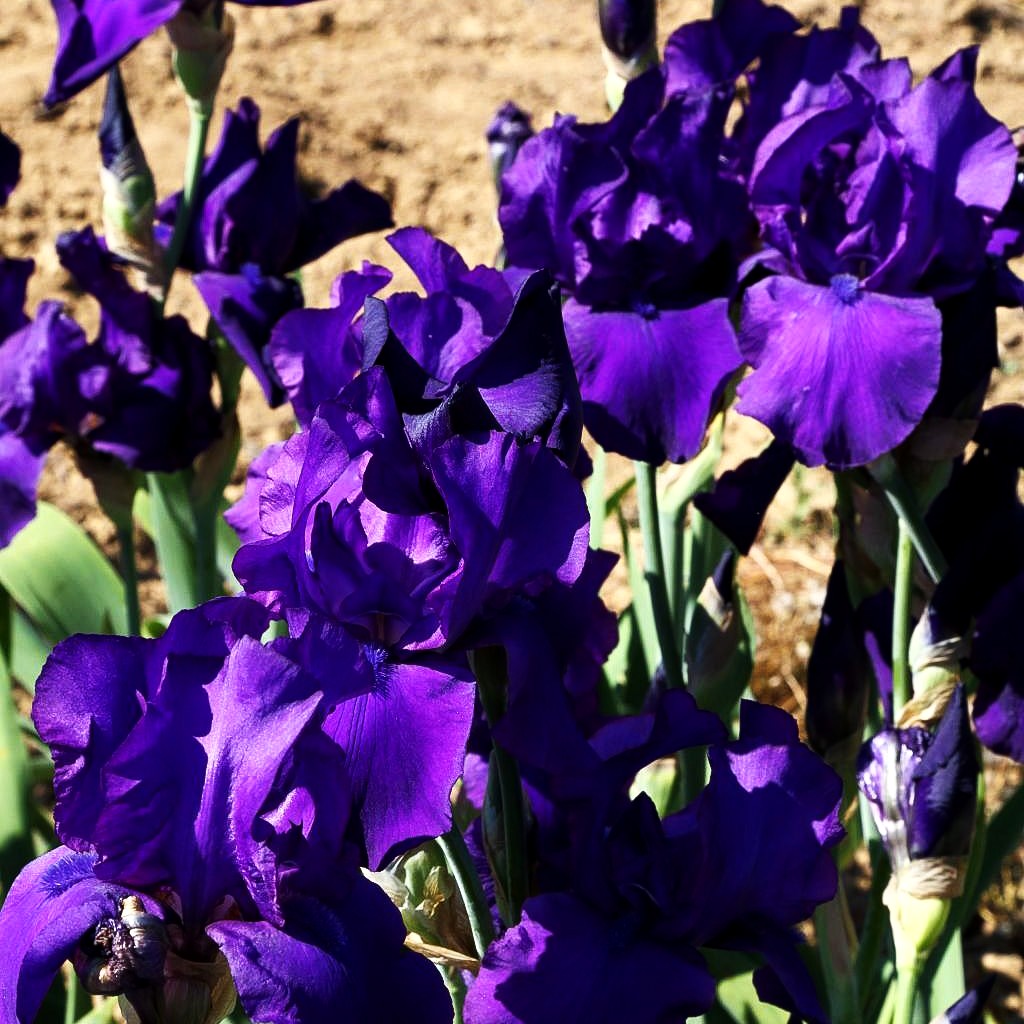 Hohe Bart-Schwertlilie 'Matinata' (Iris x barb.-elat.)