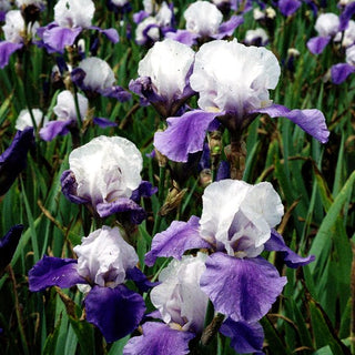 Hohe Bart-Schwertlilie 'Miss Indiana' (Iris x barb.-elat.)