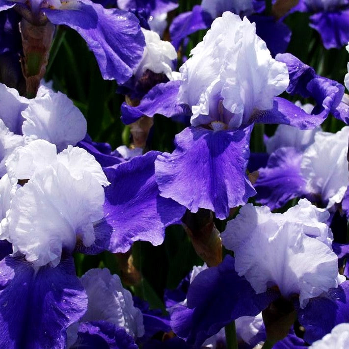 Hohe Bart-Schwertlilie 'Miss Indiana' (Iris x barb.-elat.)
