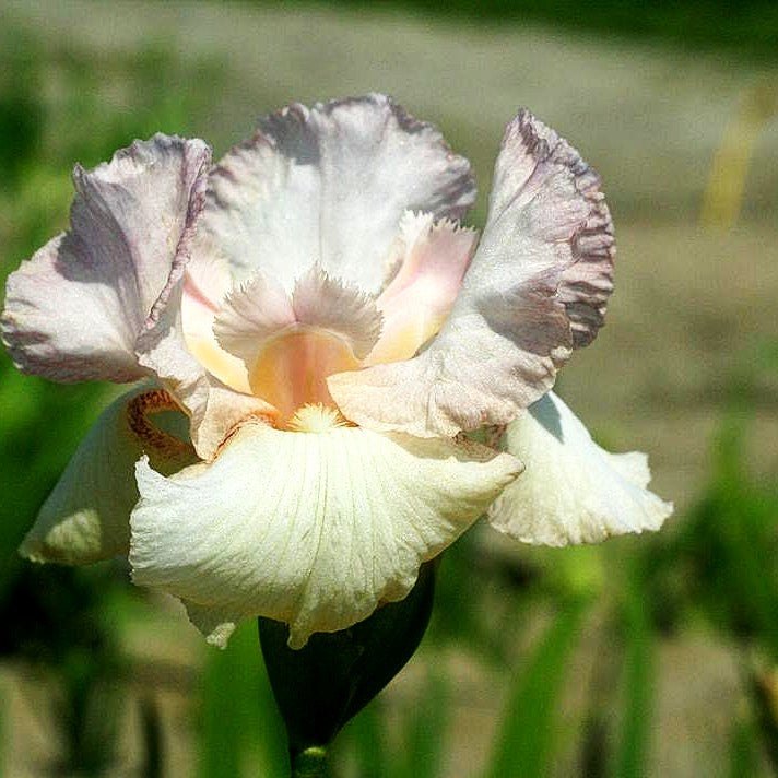 Hohe Bart-Schwertlilie 'Mode Mode' (Iris x barb.-elat.)