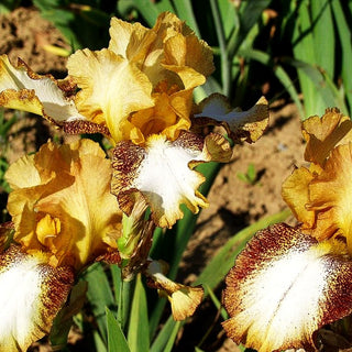 Hohe Bart-Schwertlilie 'Native Chief' (Iris x barb.-elat.)