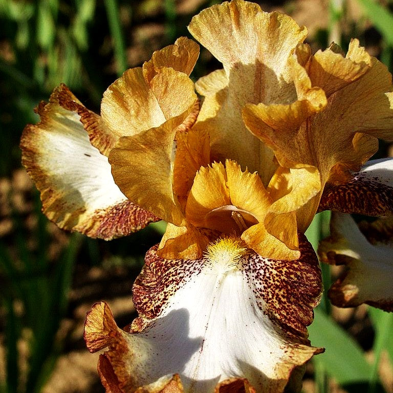 Hohe Bart-Schwertlilie 'Native Chief' (Iris x barb.-elat.)