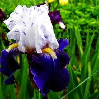 Hohe Bart-Schwertlilie 'Night Edition' (Iris x barb.-elat.)