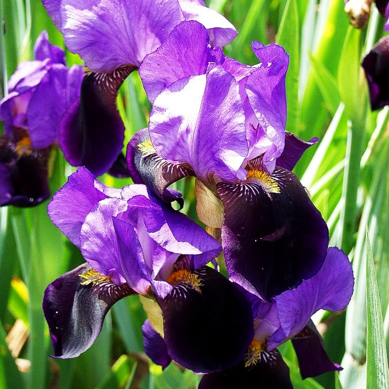 Hohe Bart-Schwertlilie 'Nightfall' (Iris x barb.-elat.)