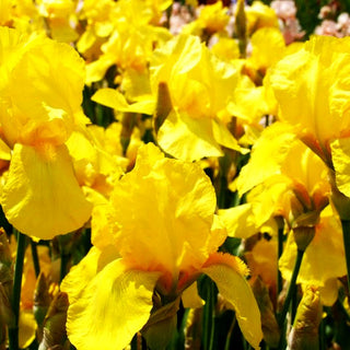 Hohe Bart-Schwertlilie 'Ola Kala' (Iris x barb.-elat.)