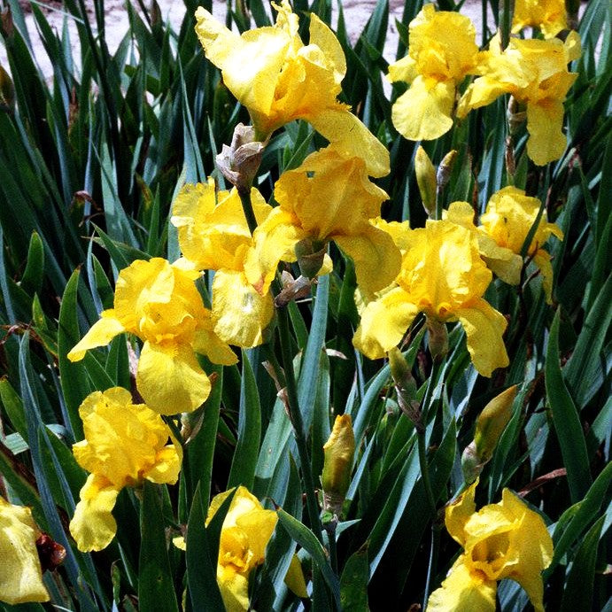 Hohe Bart-Schwertlilie 'Ola Kala' (Iris x barb.-elat.)