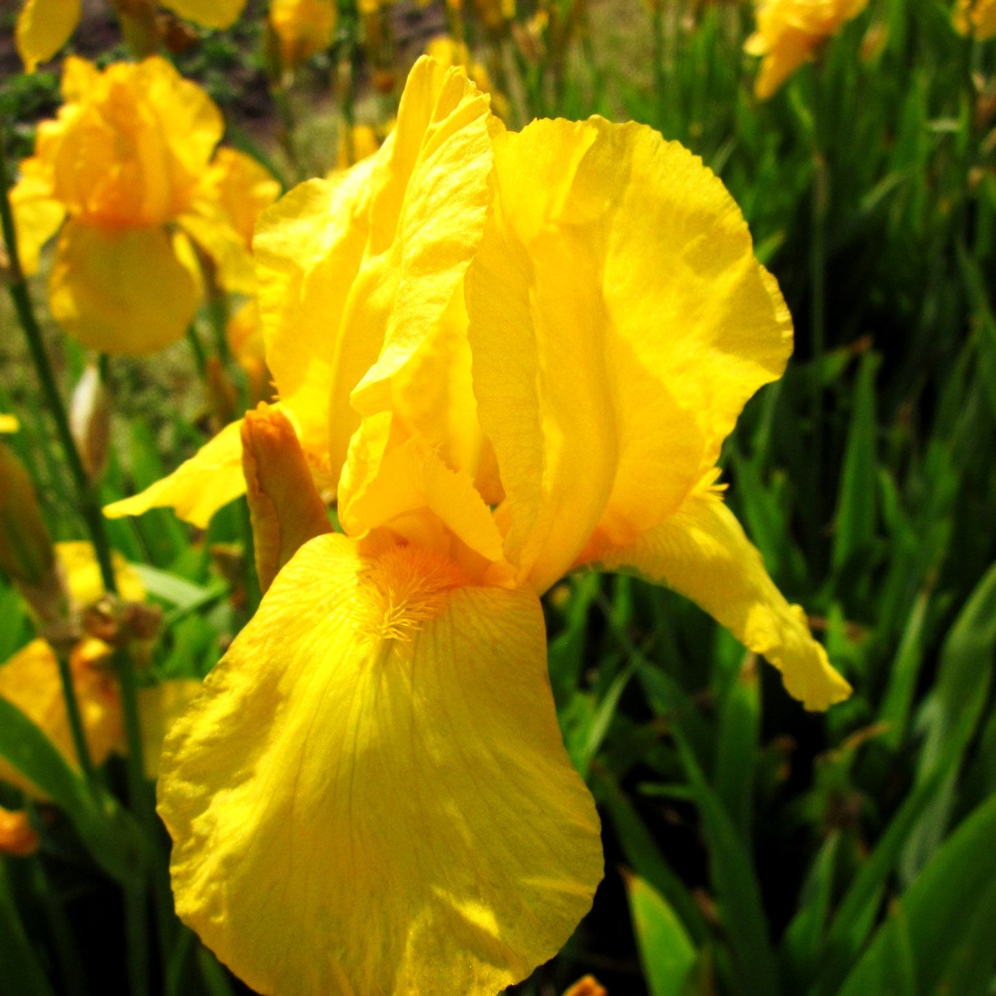Hohe Bart-Schwertlilie 'Ola Kala' (Iris x barb.-elat.)