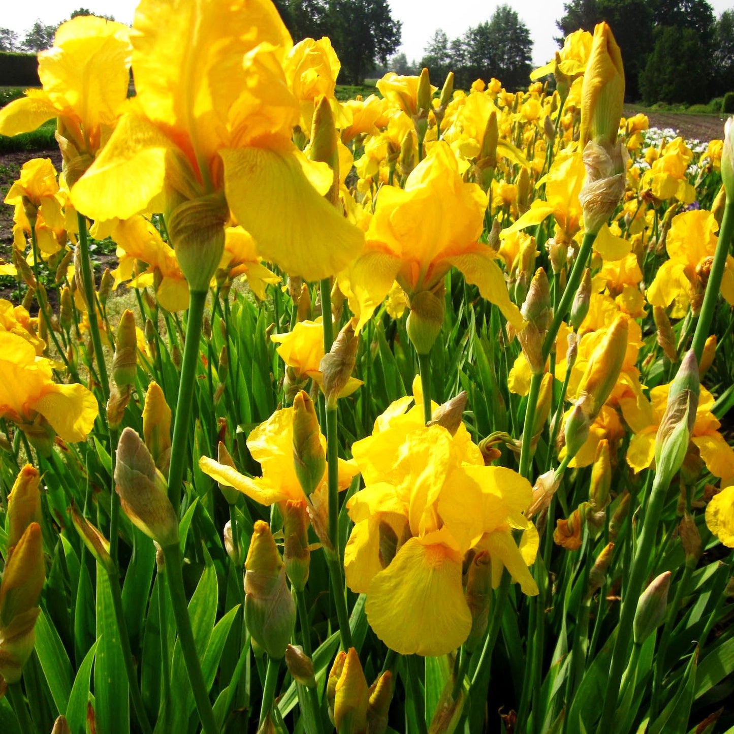Hohe Bart-Schwertlilie 'Ola Kala' (Iris x barb.-elat.)