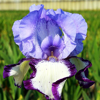 Hohe Bart-Schwertlilie 'On Edge' (Iris x barb.-elat.)