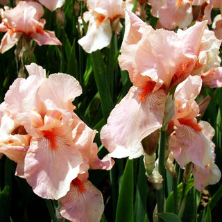 Hohe Bart-Schwertlilie 'Paradise Pink' (Iris x barb.-elat.)