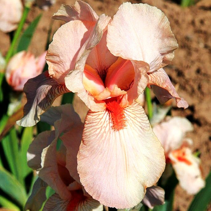 Hohe Bart-Schwertlilie 'Paradise Pink' (Iris x barb.-elat.)