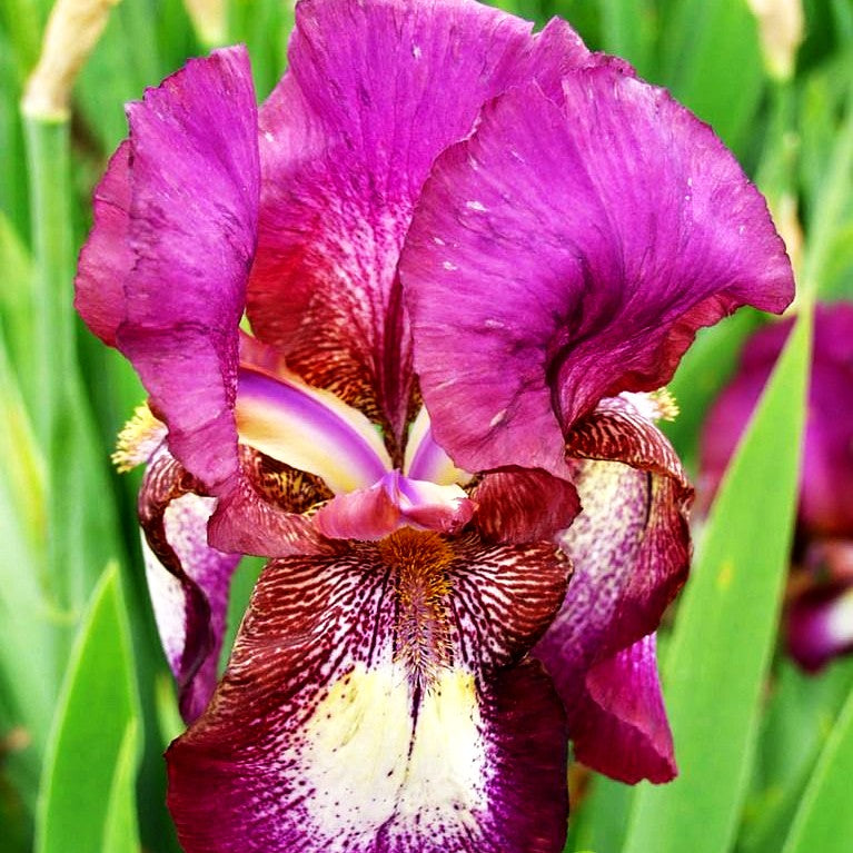 Hohe Bart-Schwertlilie 'Portwine' (Iris x barb.-elat.)