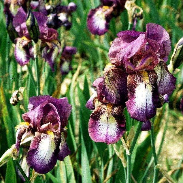 Hohe Bart-Schwertlilie 'Portwine' (Iris x barb.-elat.)