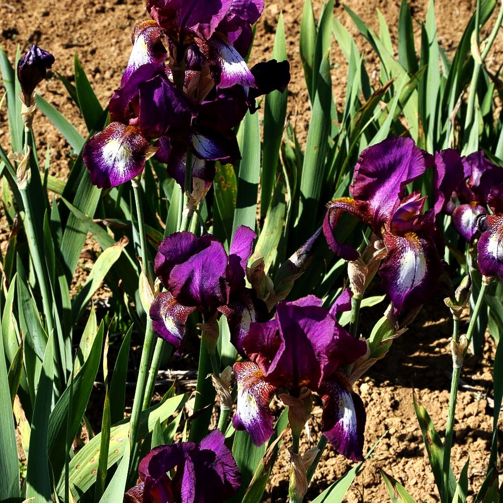 Hohe Bart-Schwertlilie 'Portwine' (Iris x barb.-elat.)