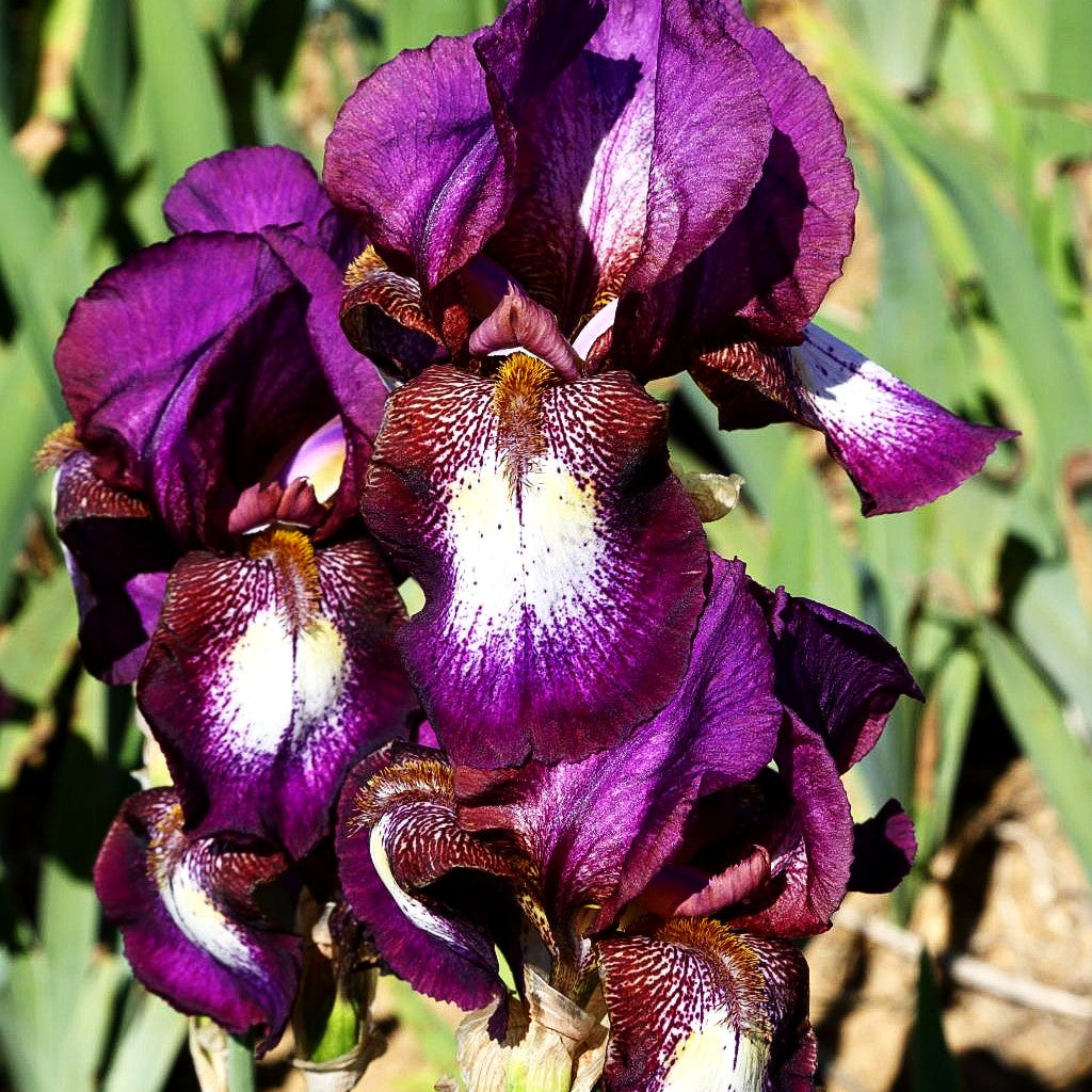 Hohe Bart-Schwertlilie 'Portwine' (Iris x barb.-elat.)