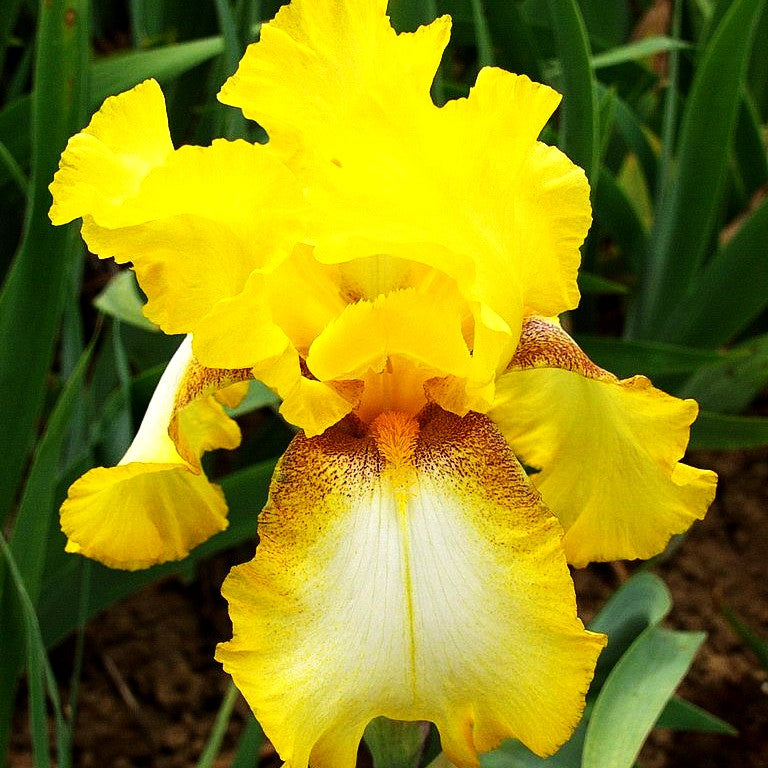 Hohe Bart-Schwertlilie 'Radiant Apogee' (Iris x barb.-elat.)