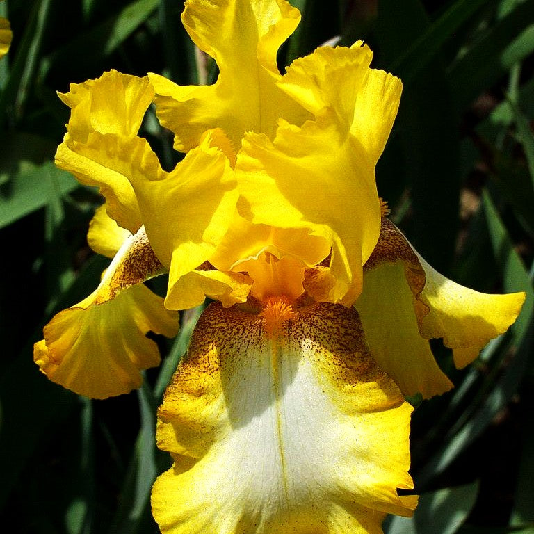 Hohe Bart-Schwertlilie 'Radiant Apogee' (Iris x barb.-elat.)