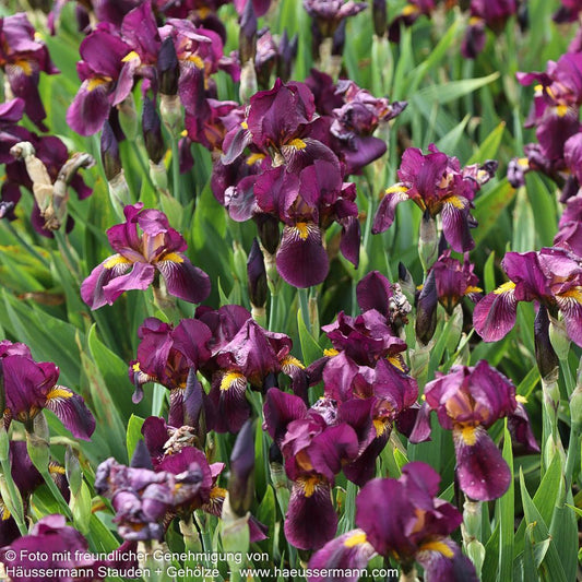 Hohe Bart-Schwertlilie 'Red Orchid' (Iris x barb.-elat.)