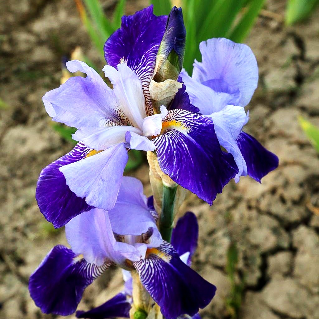 Hohe Bart-Schwertlilie 'Rheintraube' (Iris x barb.-elat.)