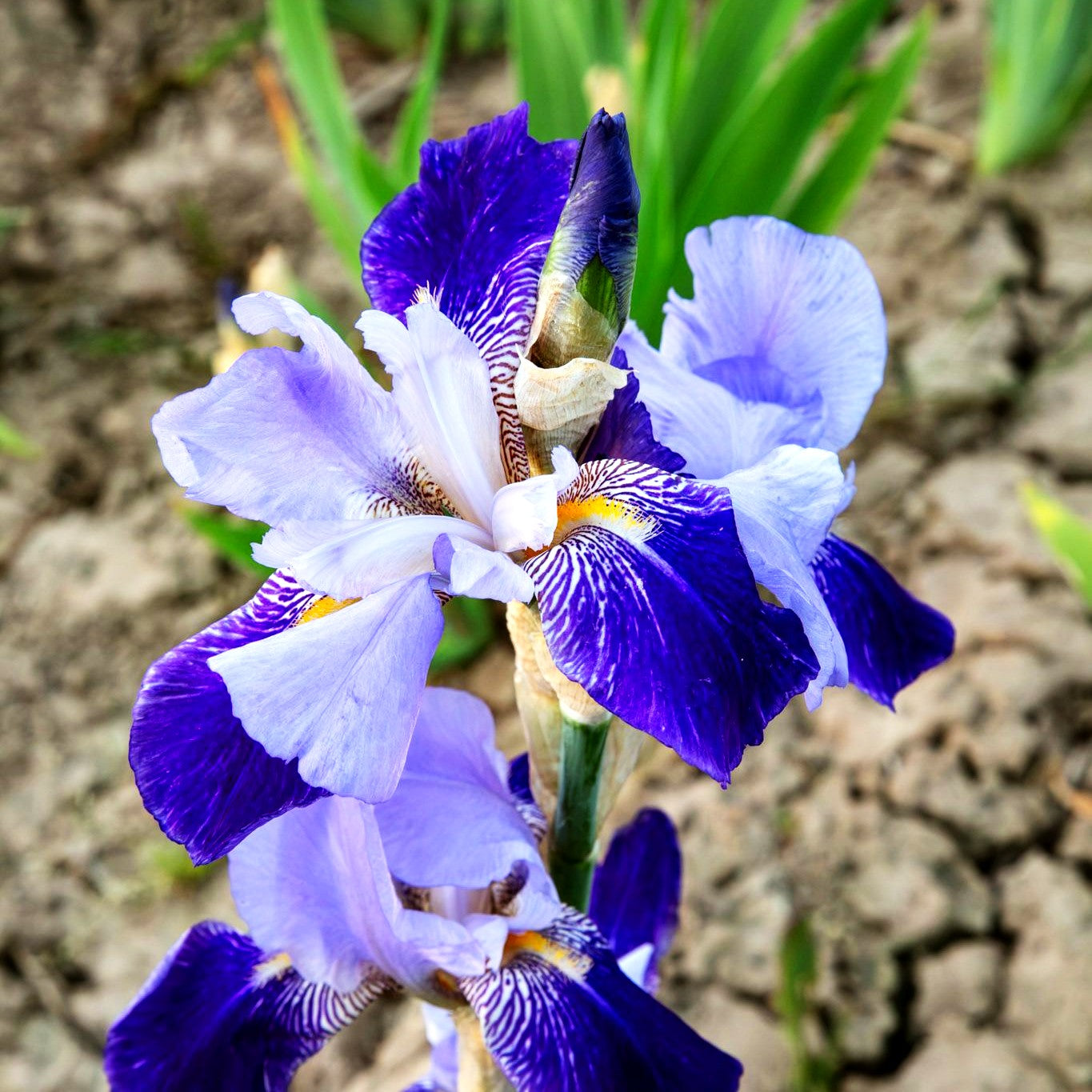 Hohe Bart-Schwertlilie 'Rheintraube' (Iris x barb.-elat.)