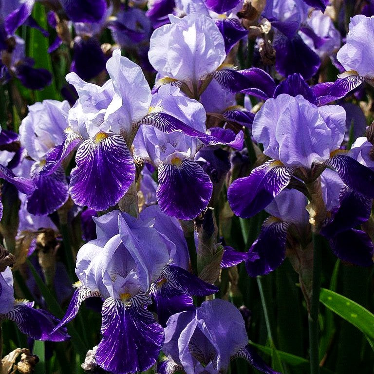 Hohe Bart-Schwertlilie 'Rheintraube' (Iris x barb.-elat.)