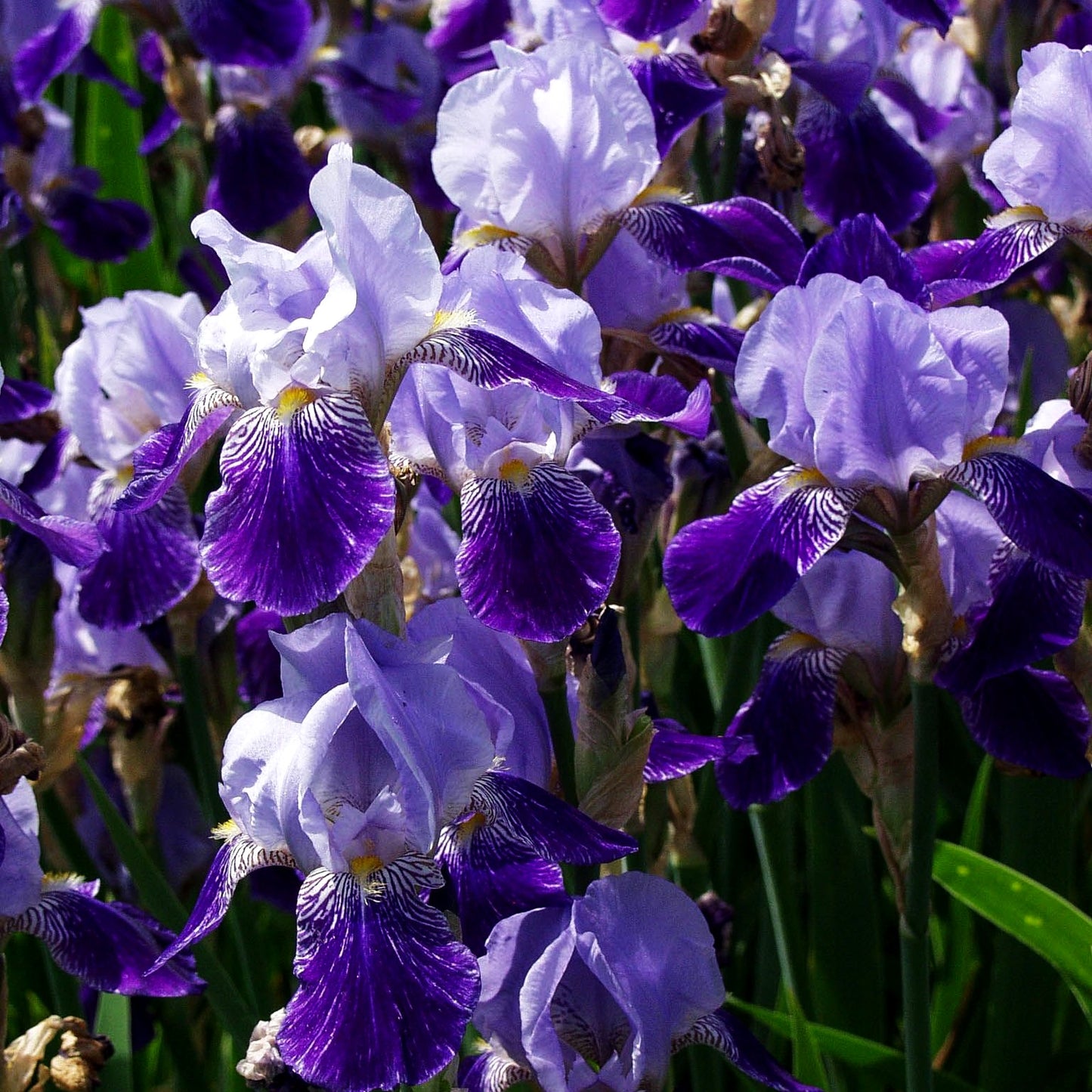 Hohe Bart-Schwertlilie 'Rheintraube' (Iris x barb.-elat.)