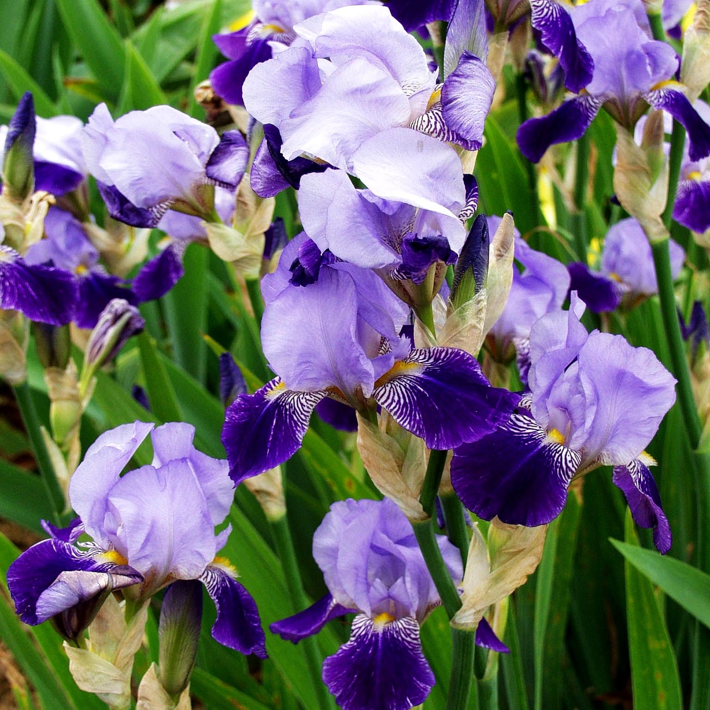 Hohe Bart-Schwertlilie 'Rheintraube' (Iris x barb.-elat.)
