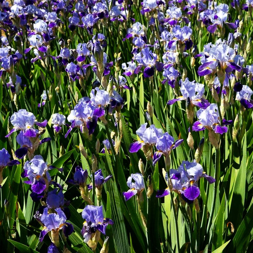Hohe Bart-Schwertlilie 'Rheintraube' (Iris x barb.-elat.)