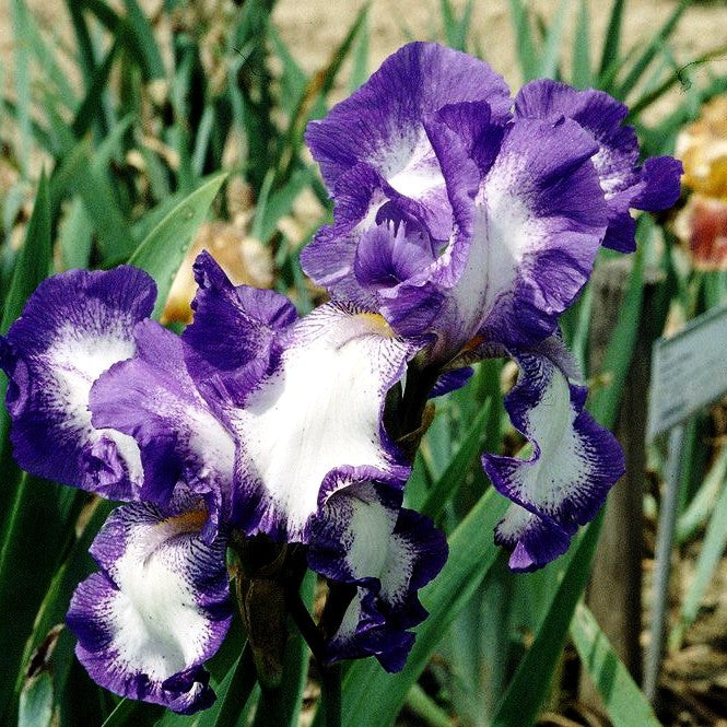 Hohe Bart-Schwertlilie 'Rococo' (Iris x barb.-elat.)