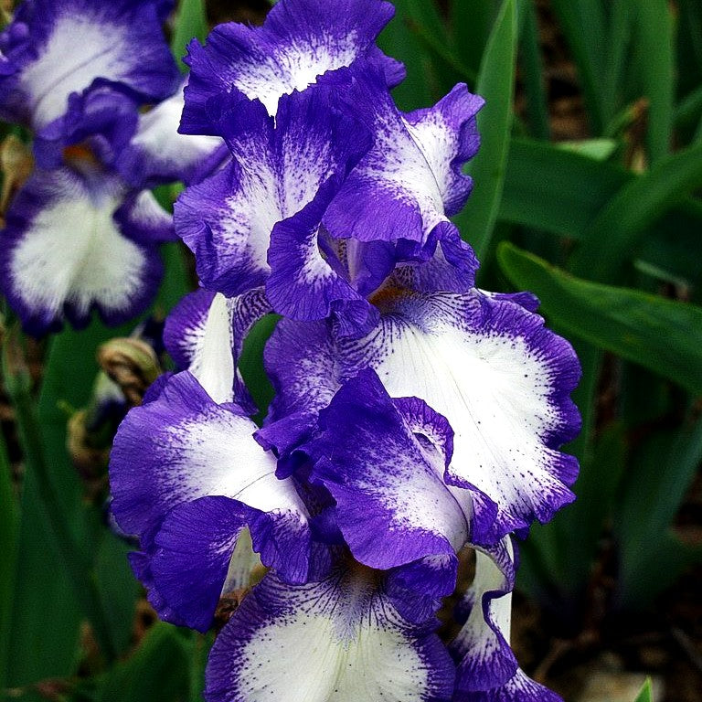 Hohe Bart-Schwertlilie 'Rococo' (Iris x barb.-elat.)