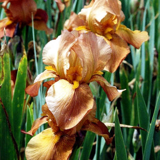 Hohe Bart-Schwertlilie 'Rusticana' (Iris x barb.-elat.)